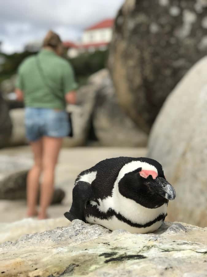Cape Town: Half-Day Boulders Beach & Penguin Encounter Tour - Practical details before you go