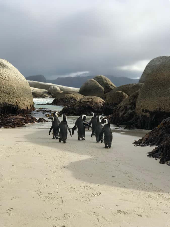 Cape Town: Half-Day Boulders Beach & Penguin Encounter Tour - The penguin colony and the boardwalk