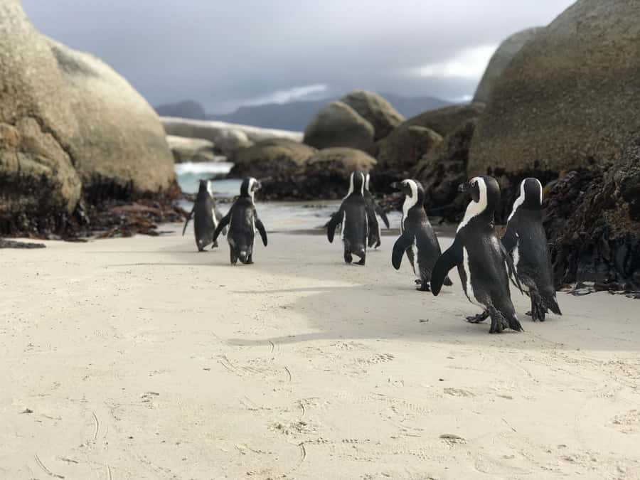 Cape Town: Half-Day Boulders Beach & Penguin Encounter Tour - False Bay views on the way south