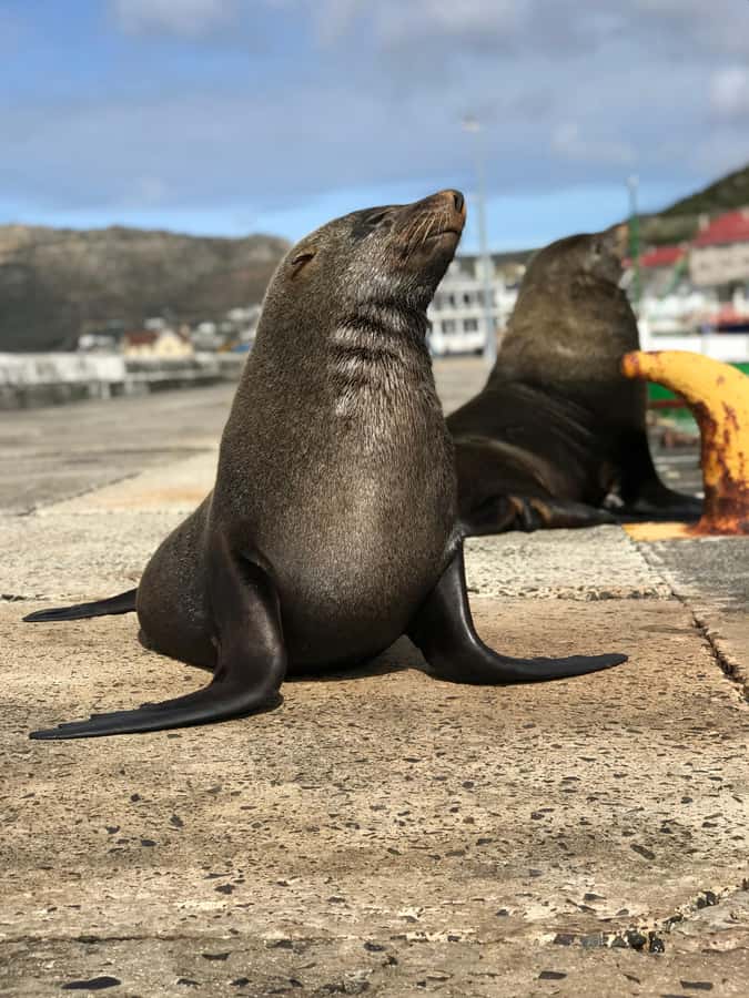 Cape Town: Half-Day Boulders Beach & Penguin Encounter Tour - Chapman’s Peak Drive and the best photo stops