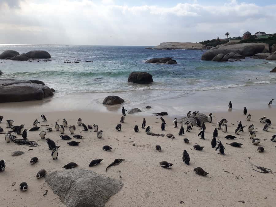Cape Town: Halfday African Penguin tour - Starting in Bo-Kaap’s painted streets