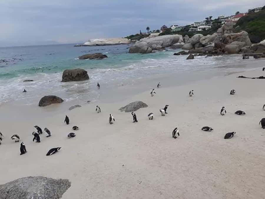 Cape Town: Halfday African Penguin tour - Clifton, Camps Bay, and the coastal road
