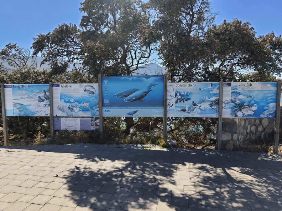 Cape Town: Hermanus Whale Watching Shared Boat & Penguins - Why this Cape Town day trip works