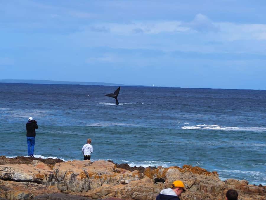 Cape Town: Hermanus Whale Watching Shared Boat & Penguins - Arriving at Hermanus New Harbour