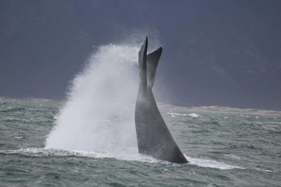 Cape Town: Hermanus Whale Watching Shared Boat & Penguins - Free time for lunch and Hermanus shops