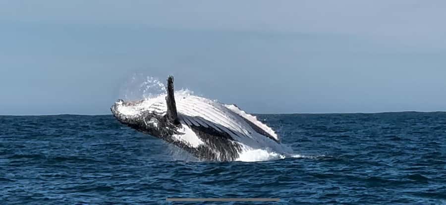 Cape Town: Hermanus Whale Watching Shared Boat & Penguins - Preparing for weather, comfort, and wildlife