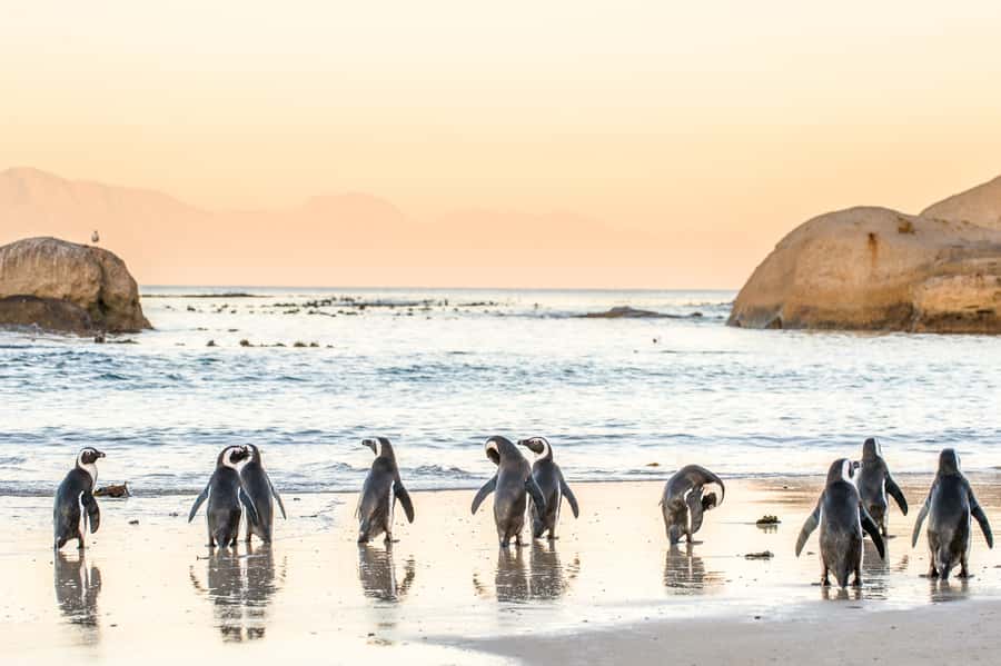 Cape Town: Penguin Watching at Boulders Beach Half Day Tour - Why this half-day tour works so well