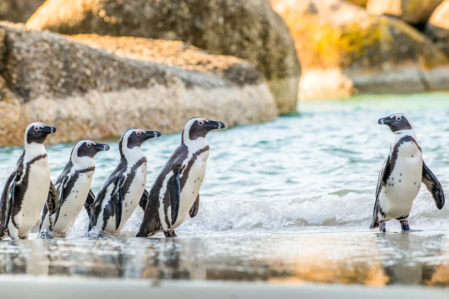 Cape Town: Penguin Watching at Boulders Beach Half Day Tour - Leaving Cape Town for Maidens Cove