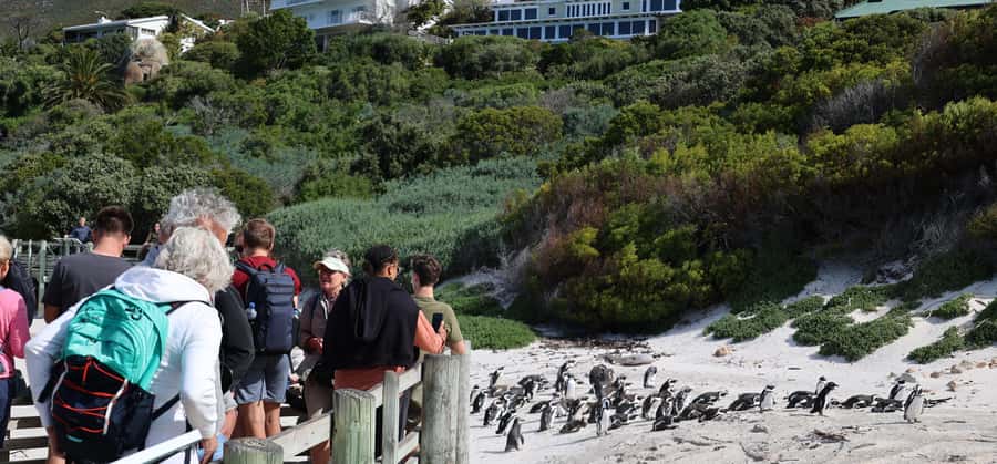 Cape Town: Penguin Watching at Boulders Beach Half Day Tour - Meeting the African penguins at Boulders Beach