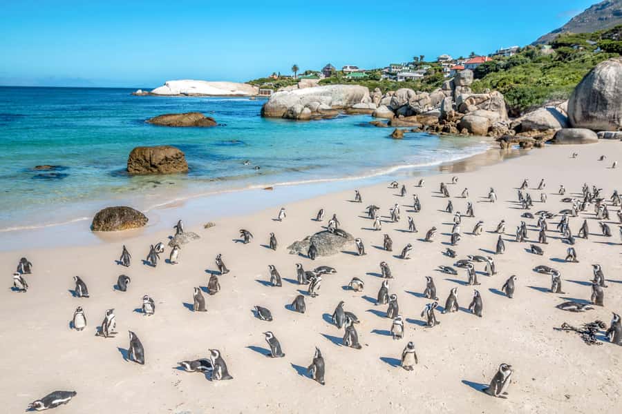Cape Town: Penguin Watching at Boulders Beach Half Day Tour - What you can see on the return route