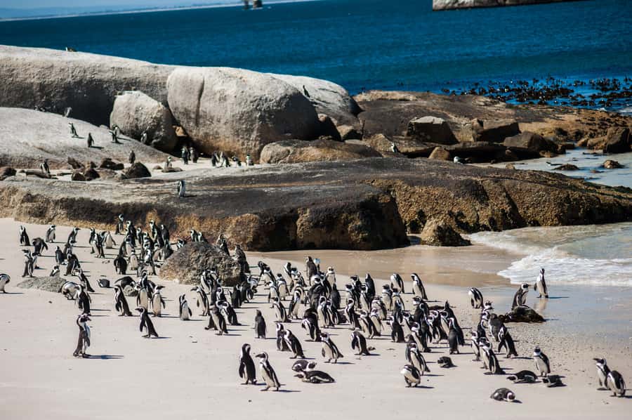 Cape Town: Penguin Watching at Boulders Beach Half Day Tour - Chapman’s Peak Drive, With Views Worth the Short Stops