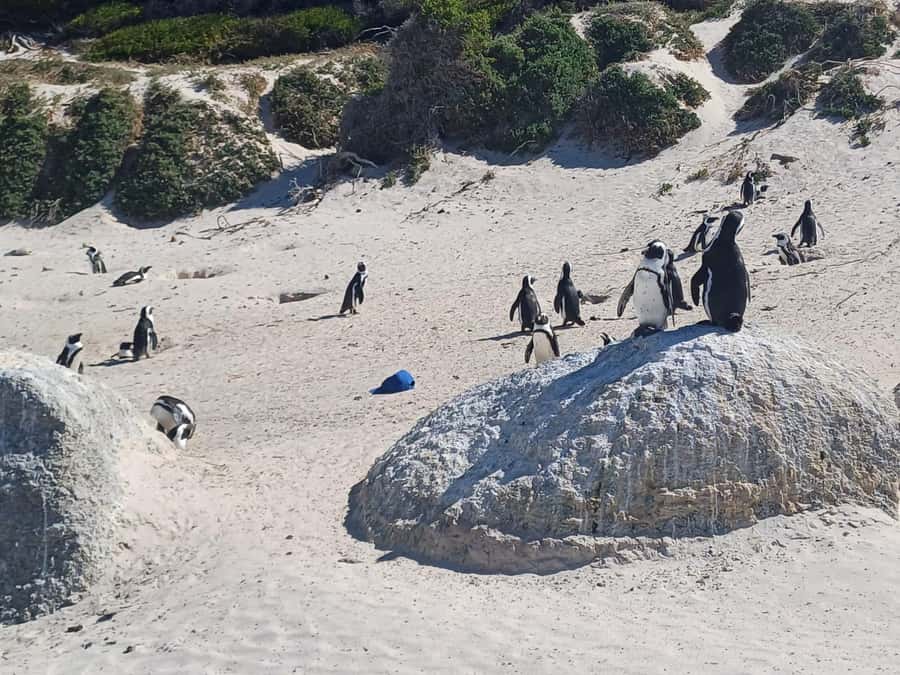Cape Town: Penguins and Cape of Good Hope Sunset Tour - Cape of Good Hope: big views and a famous sign