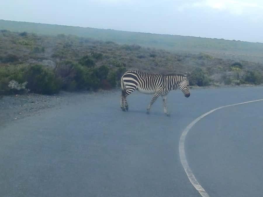 Cape Town: Penguins and Cape of Good Hope Sunset Tour - What the price really buys you