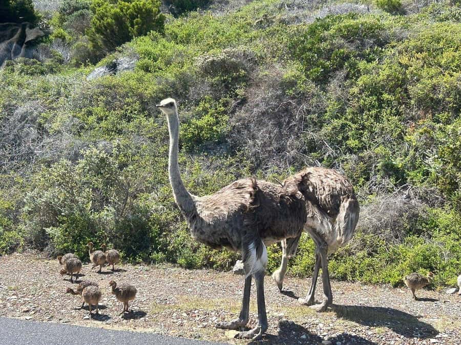 Cape Town: Penguins & Cape of Good Hope Day Tour with Pickup - The Cape of Good Hope sign and Diaz Beach