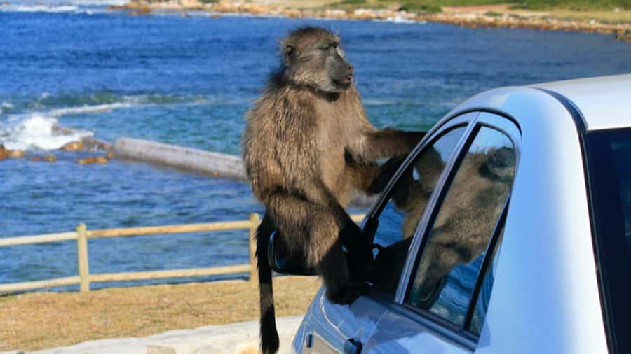 Cape Town: Penguins & Cape of Good Hope Half Day Shared Tour - Key points to know before booking