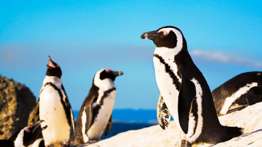 Cape Town: Penguins & Cape of Good Hope Half Day Shared Tour - Should you book it?