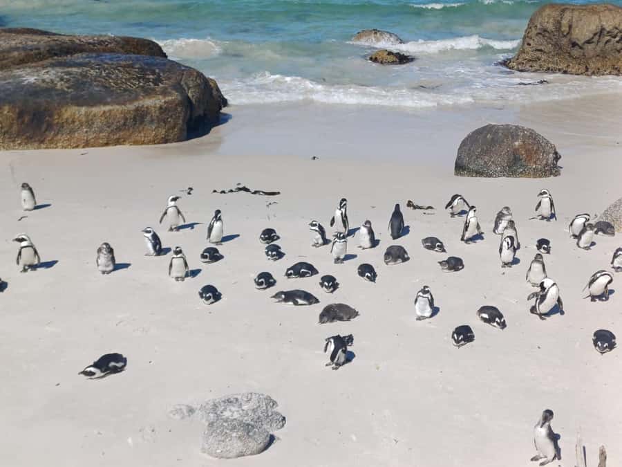 Cape Town: Penguins & Cape of Good Hope Half-Day Tour - At a glance: what makes this half-day trip useful