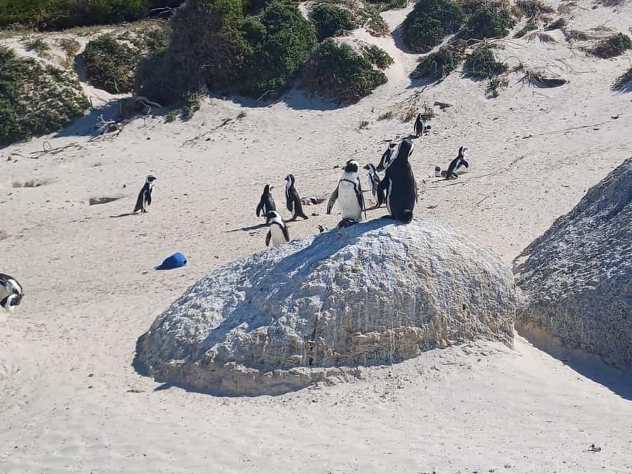 Cape Town: Penguins & Cape of Good Hope Half-Day Tour - The New Cape Point Lighthouse and the Flying Dutchman