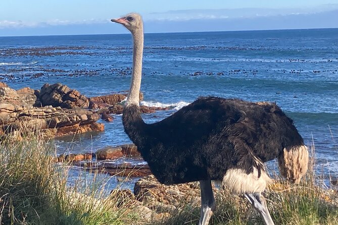 Cape Town: Peninsula, Cape of Good Hope and Penguins Tour - A full Cape Peninsula day, not just a quick photo stop