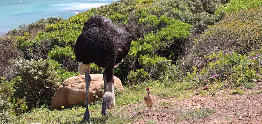 Cape Town: Peninsula, Penguins & Cape of Good Hope Day Tour - Cape Point gives you a walking choice