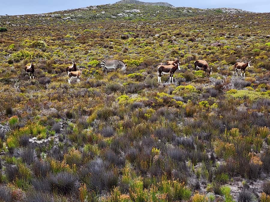 Cape Town: Peninsula, Penguins & Cape of Good Hope Day Tour - Boulders Beach gives the penguins proper attention
