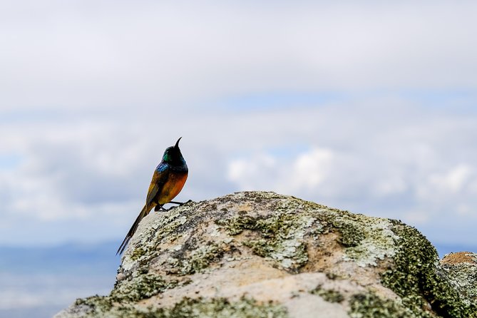 Cape Town Private Birding Tour - Kirstenbosch begins the day among Cape fynbos