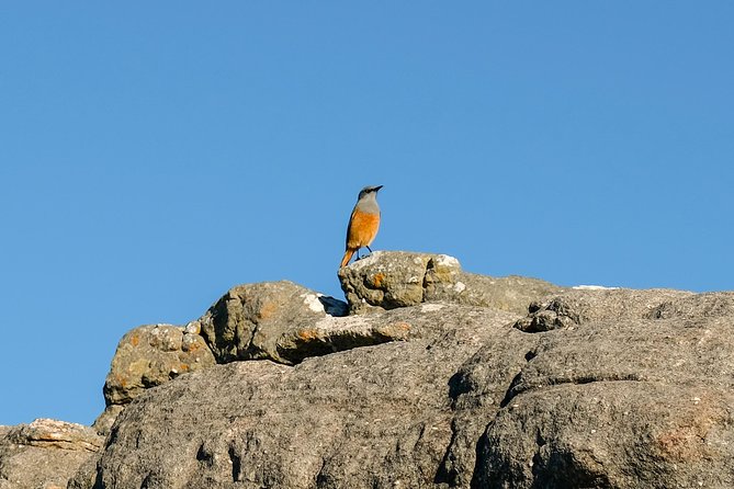 Cape Town Private Birding Tour - Strandfontein is the main waterbird stop