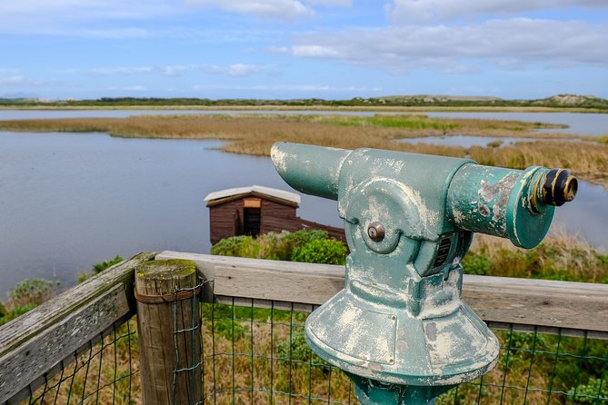 Cape Town Private Birding Tour - Silvermine Dam may be the final bonus