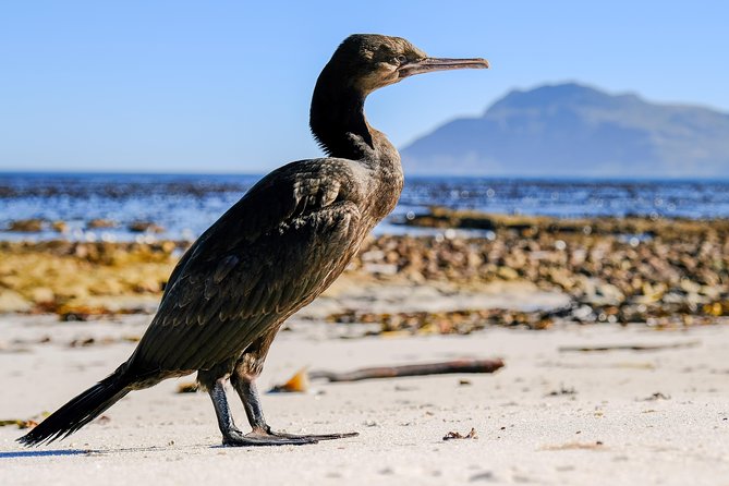 Cape Town Private Birding Tour - The guide is the tour’s greatest asset