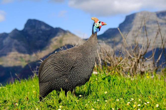 Cape Town Private Birding Tour - Timing, food, and transport need a little planning