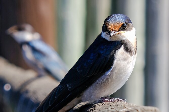 Cape Town Private Birding Tour - Rondevlei adds wetland and strandveld habitat