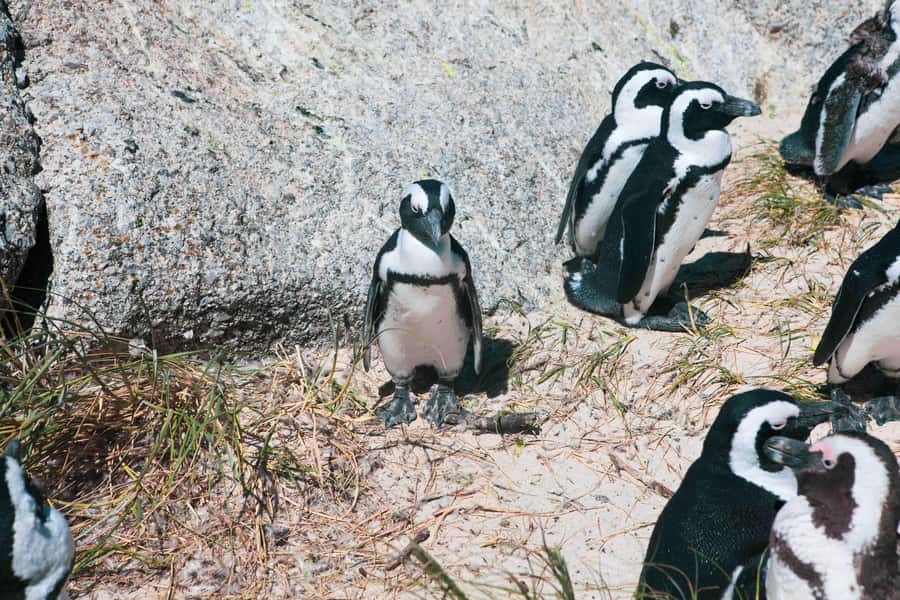 Cape Town: Private Full-Day Cape Point Tour with Penguins - Key points to know before booking