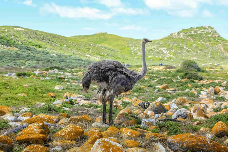 Cape Town: Private Full-Day Cape Point Tour with Penguins - Why this eight-hour private Cape Peninsula tour works