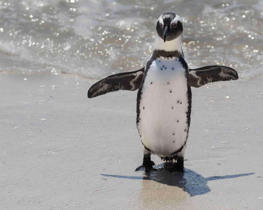 Cape Town: Private Full-Day Cape Point Tour with Penguins - Chapman’s Peak Drive earns its own stop