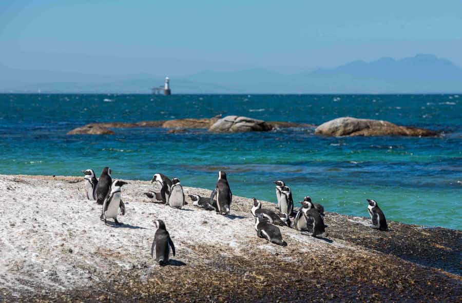 Cape Town: Private Full-Day Cape Point Tour with Penguins - Bo-Kaap and the opening city views