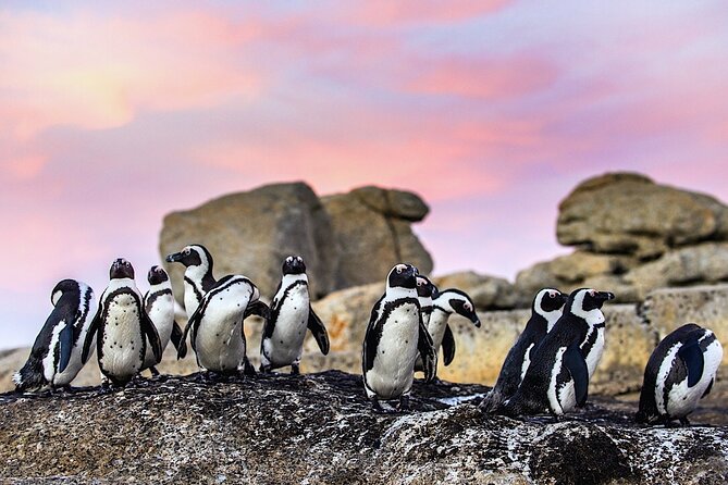 Cape Town Private Group Tour to Cape of Good Hope and Boulders Penguins Colony - Starting with Cape Town, Bo-Kaap, and Camps Bay