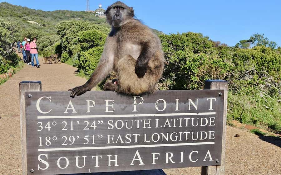 Cape Town Private Tour to Cape Of Good Hope and the Penguins - Camps Bay and the Twelve Apostles from Maiden’s Cove