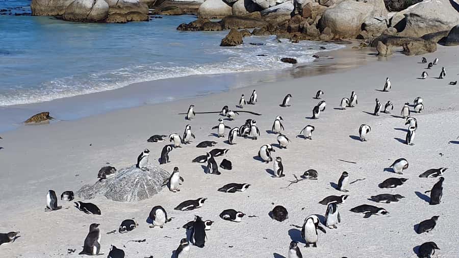 Cape Town: Seal Island, Cape of Good Hope& Penguins Private - Why this private Cape Town day works