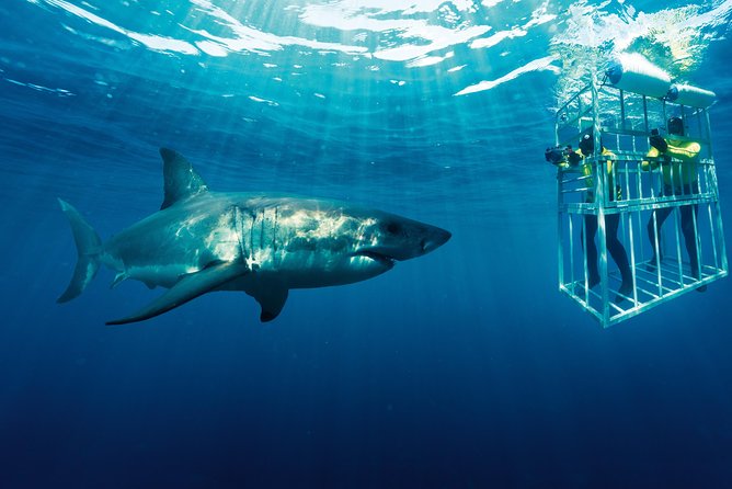 Cape Town: Shark Cage Diving & Penguins Tour to Gansbaai with private transfers - What the shark cage experience is really like