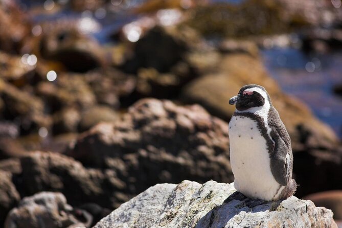 Cape Town: Shark Cage Diving & Penguins Tour to Gansbaai with private transfers - Lunch, the video, and the trip back