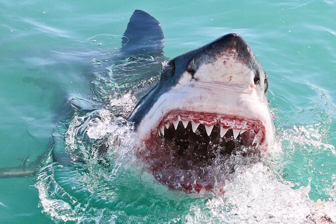 Cape Town: Shark Cage Diving & Penguins Tour to Gansbaai with private transfers - Is $282.22 a fair price?