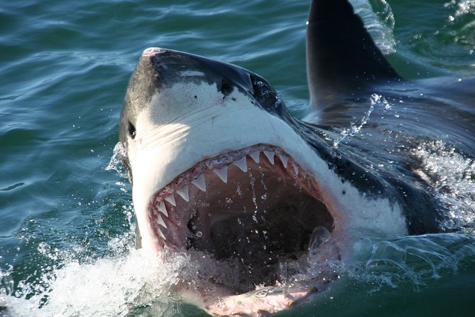 Cape Town: Shark Cage Diving & Penguins Tour to Gansbaai with private transfers - Weather, wildlife, and the limits of control