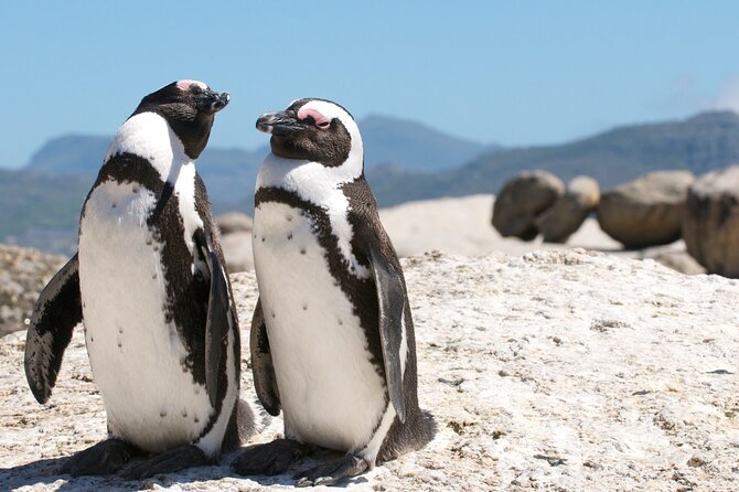 Cape Town Shore Tour: Table Mountain, Penguin & Cape Point - One day, almost the whole Cape Peninsula
