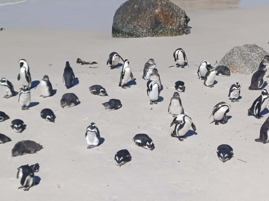 Cape Town: Sunset Penguins & Cape of Good Hope Half-Day Tour - Muizenberg and St. James: beach huts before the wildlife