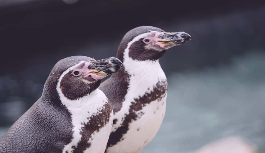 Cape Town: Table Mountain, Cape of Goodhope & Penguins Tour - Cape of Good Hope National Park