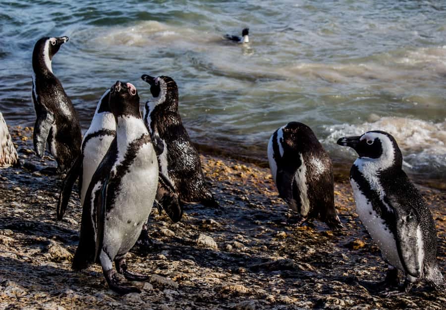Cape Town: Table Mountain, Cape of Goodhope & Penguins Tour - The guide can make or break the schedule