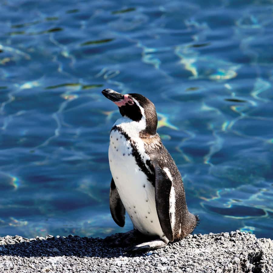 Cape Town: Table Mountain, Cape of Goodhope & Penguins Tour - Is $210 per person a fair price?