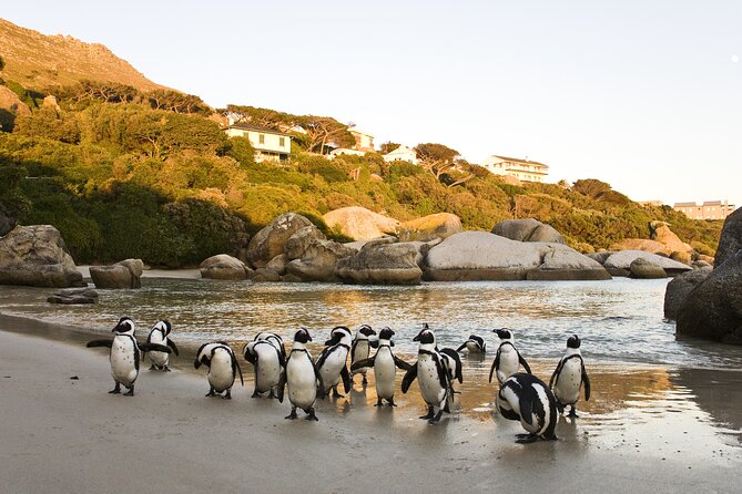 Cape Town Table Mountain Cape Point Penguins Full-Day Private Tour - Chapman’s Peak Drive, a road built for the view