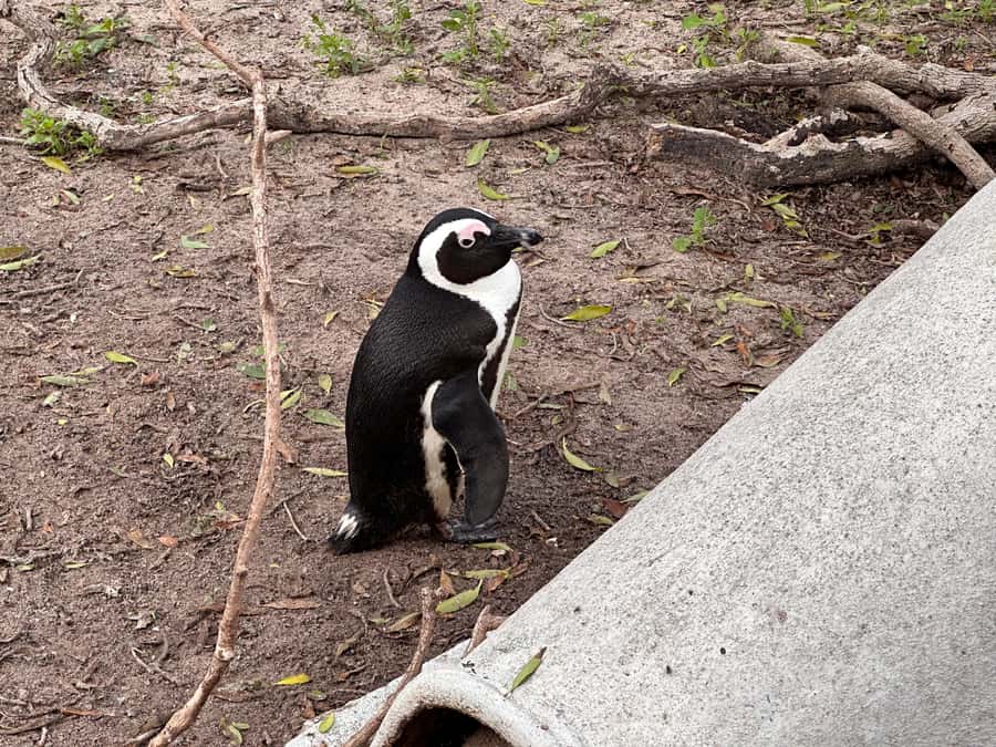 Cape Town Table Mountain Penguins & Cape Point All-inclusive - Cape of Good Hope sets the southern stage
