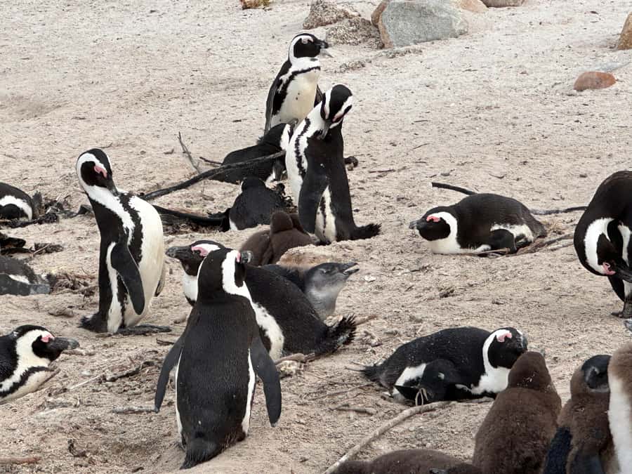 Cape Town Table Mountain Penguins & Cape Point All-inclusive - Simon’s Town provides the lunch break